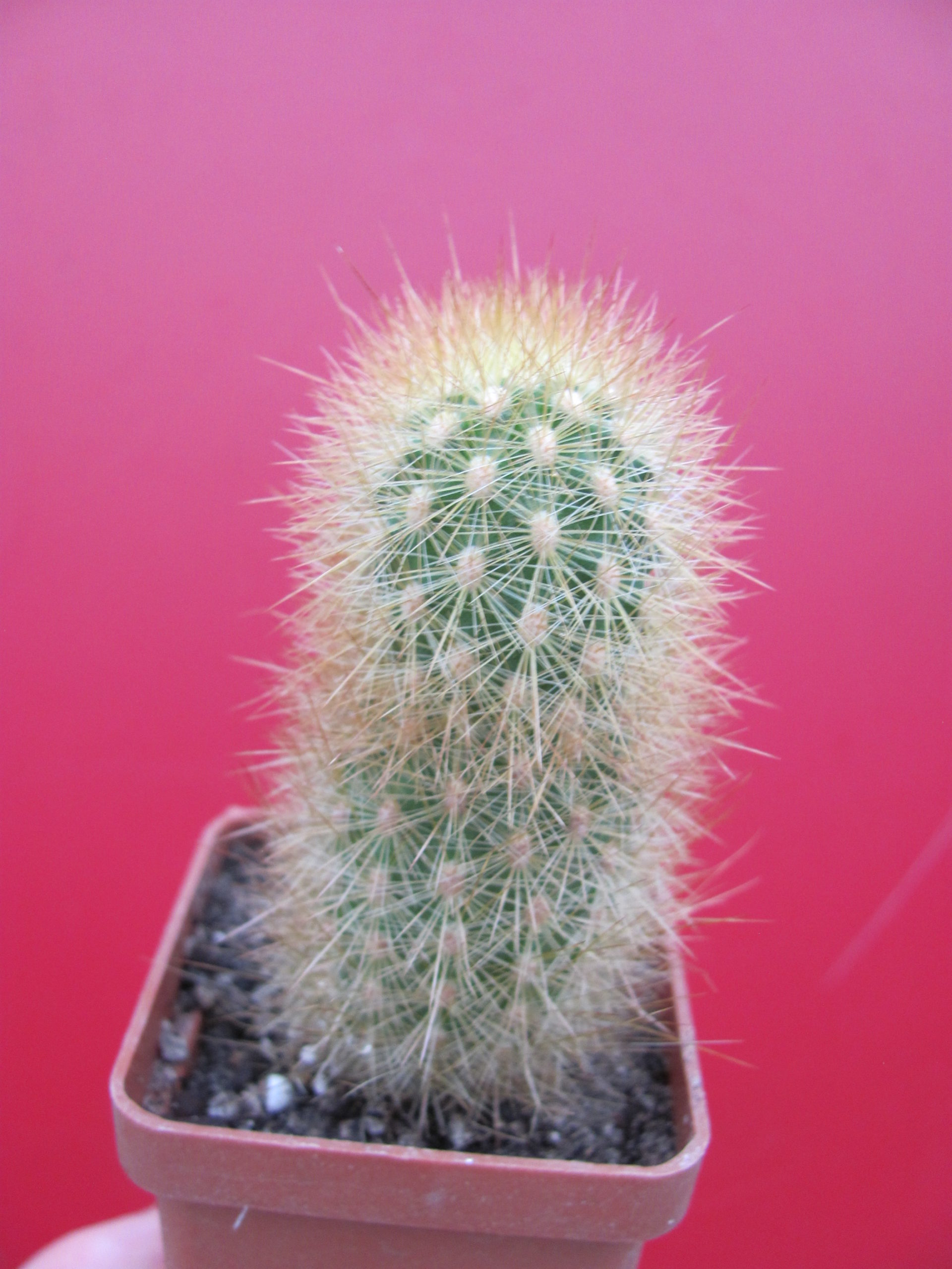 Haageocereus    chosicensis
