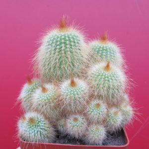 Eriocactus   leninghausii