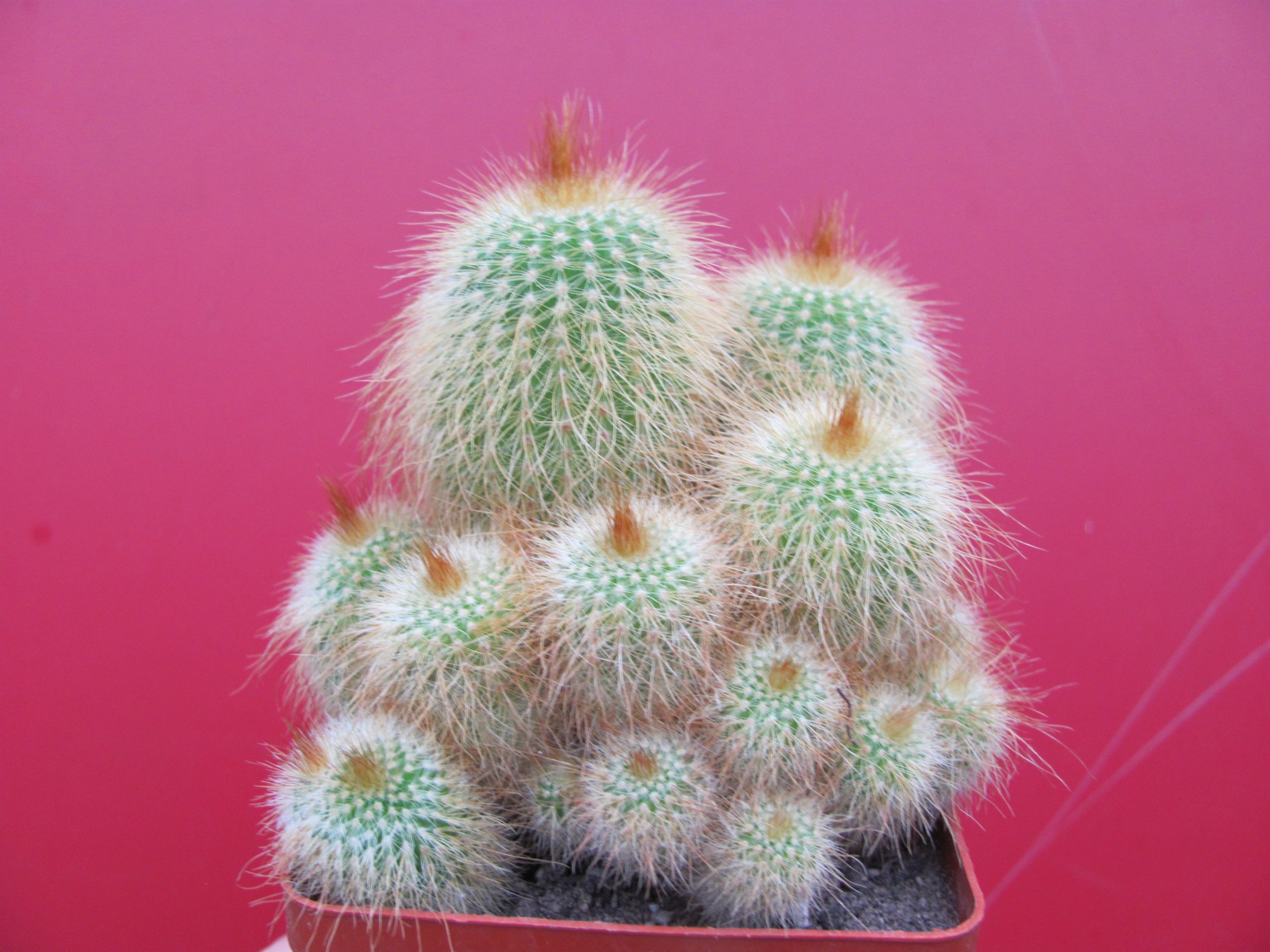 Eriocactus   leninghausii