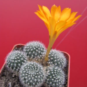 Rebutia   krainziana  aureiflra