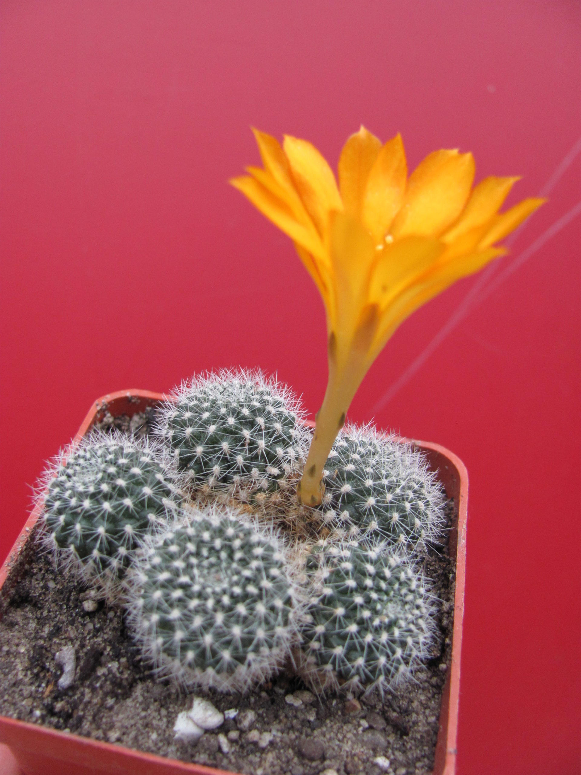 Rebutia krainziana aureiflra