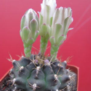 Gymnocalycium   anisitsii