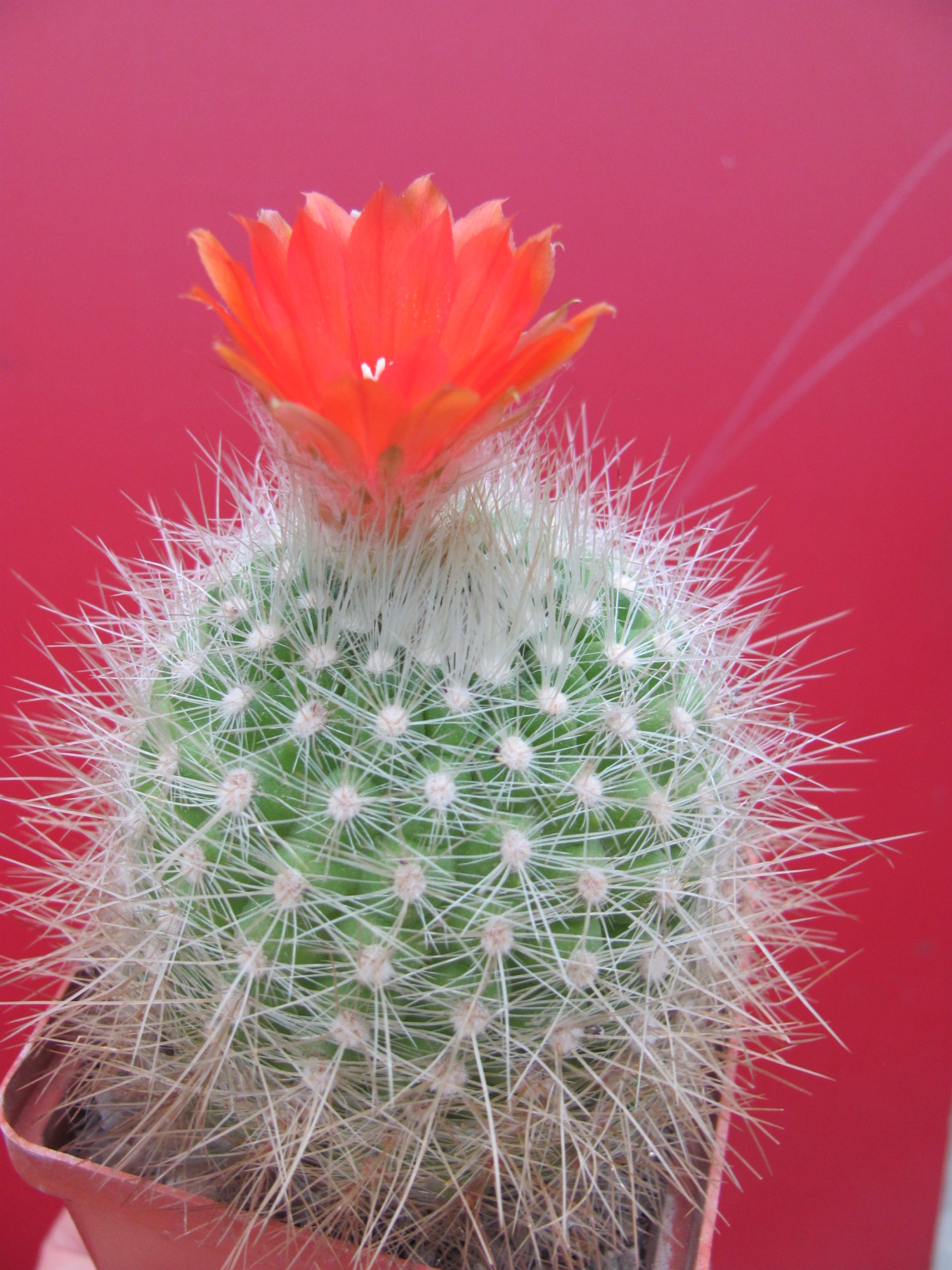 Parodia  penicillata  nivosa