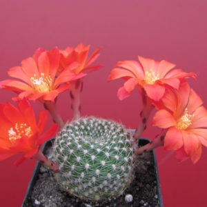 Rebutia  krainziana