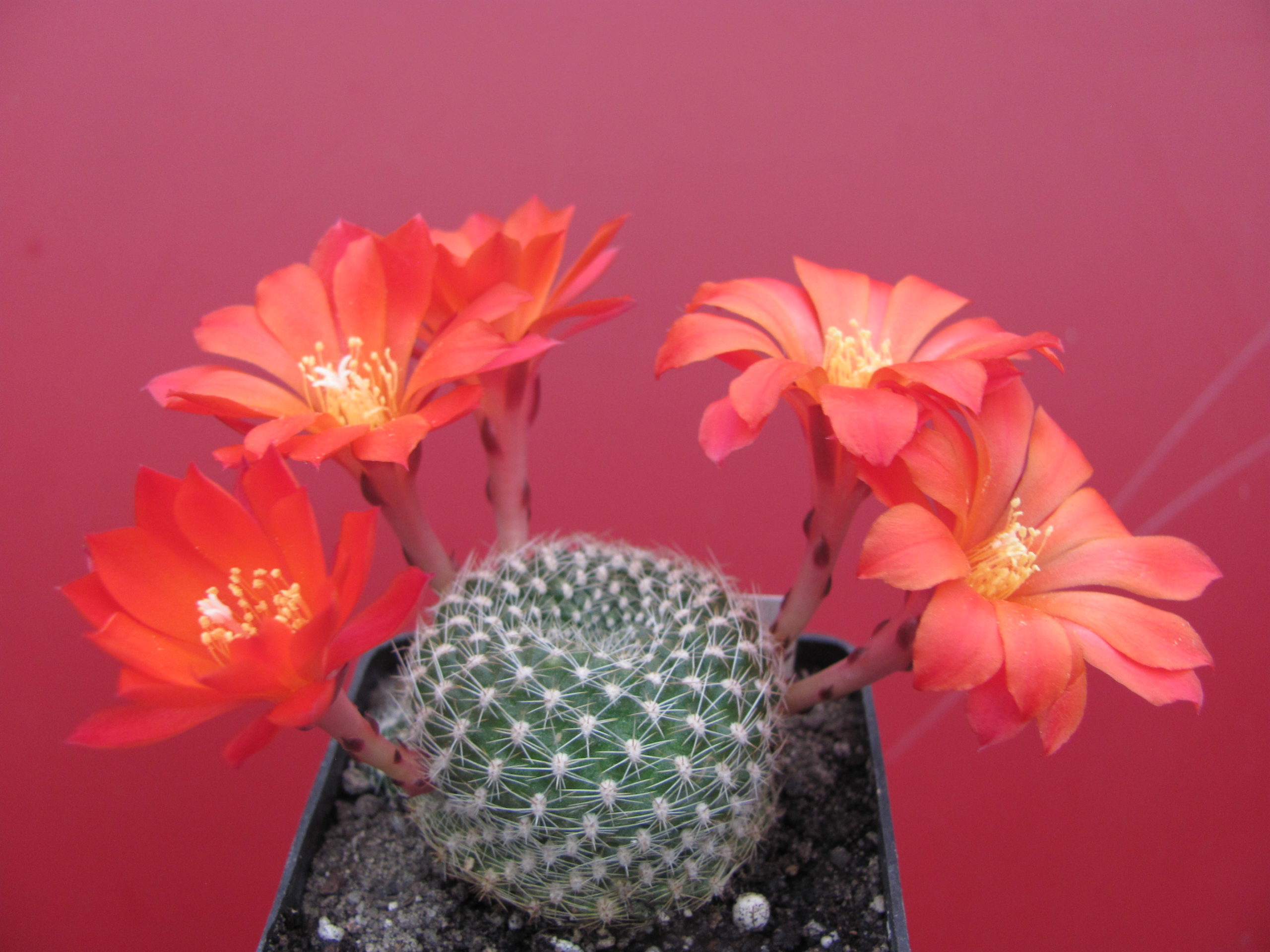 Rebutia krainziana