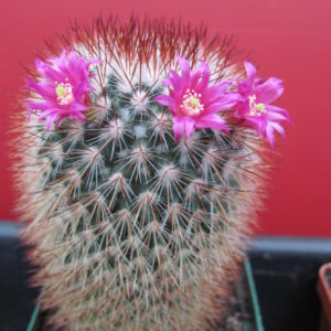 Mammillaria   spinosissima