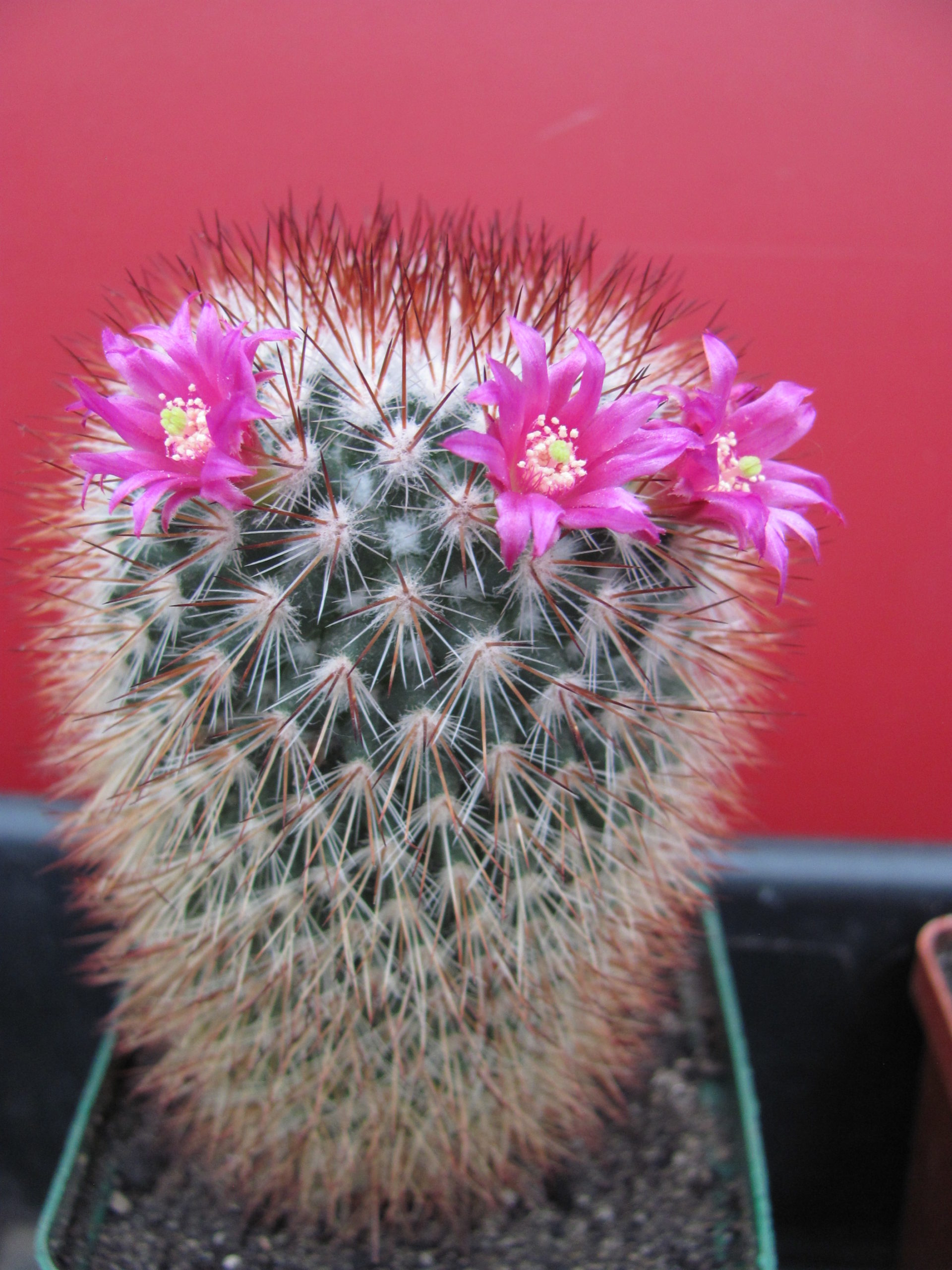 Mammillaria   spinosissima