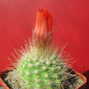 Parodia   penicillata  nivosa