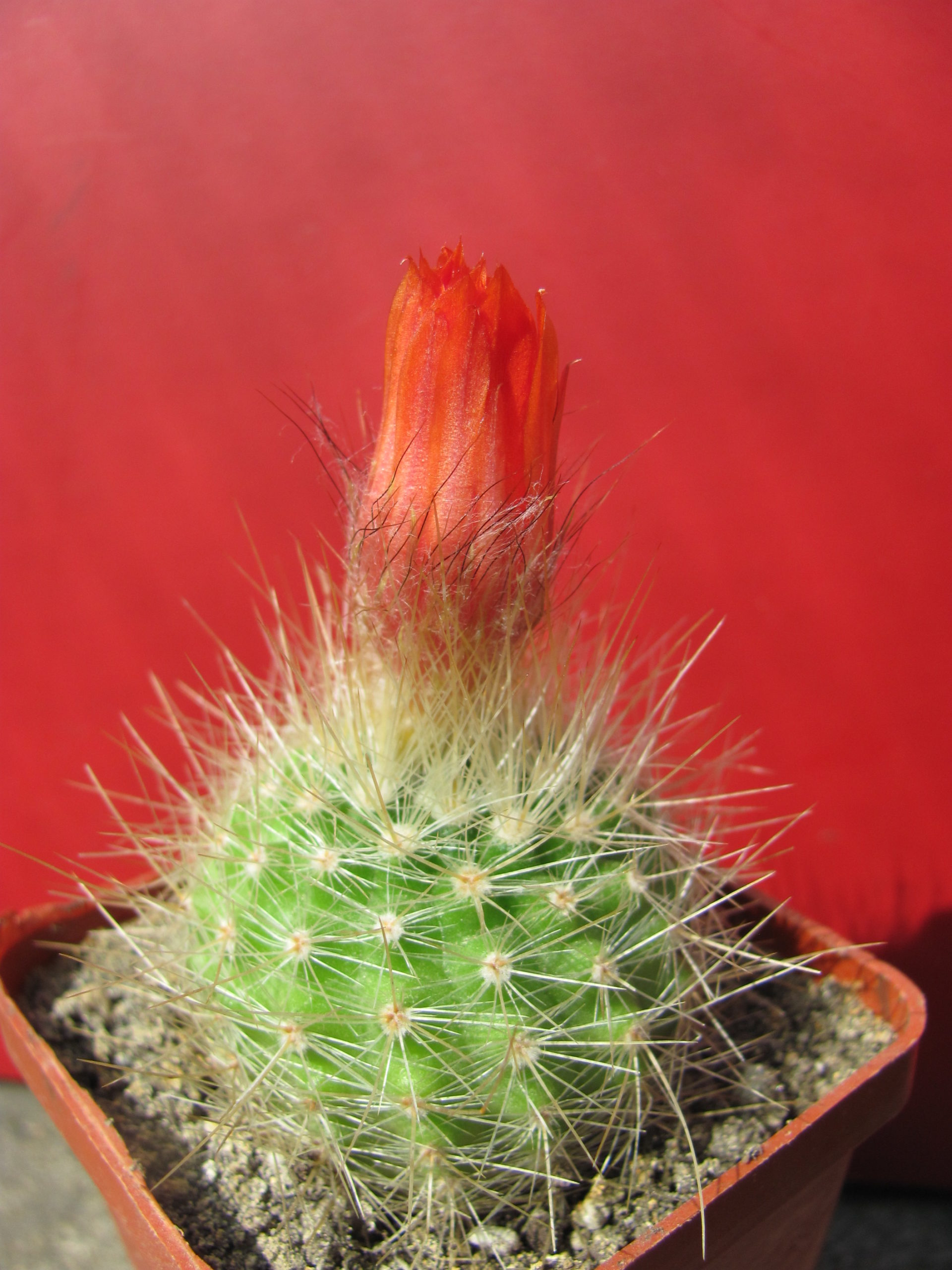 Parodia   penicillata  nivosa