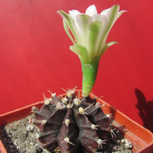 Gymnocalycium  mihanovichii   nigra