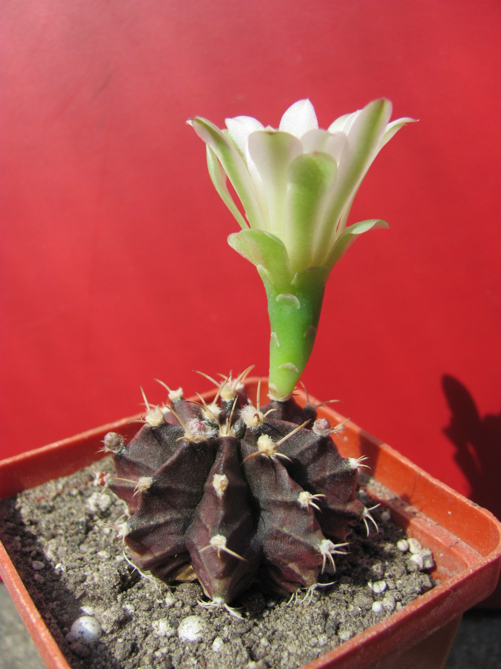 Gymnocalycium  mihanovichii   nigra