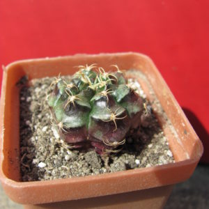 Gymnocalycium  damsii  torulosum