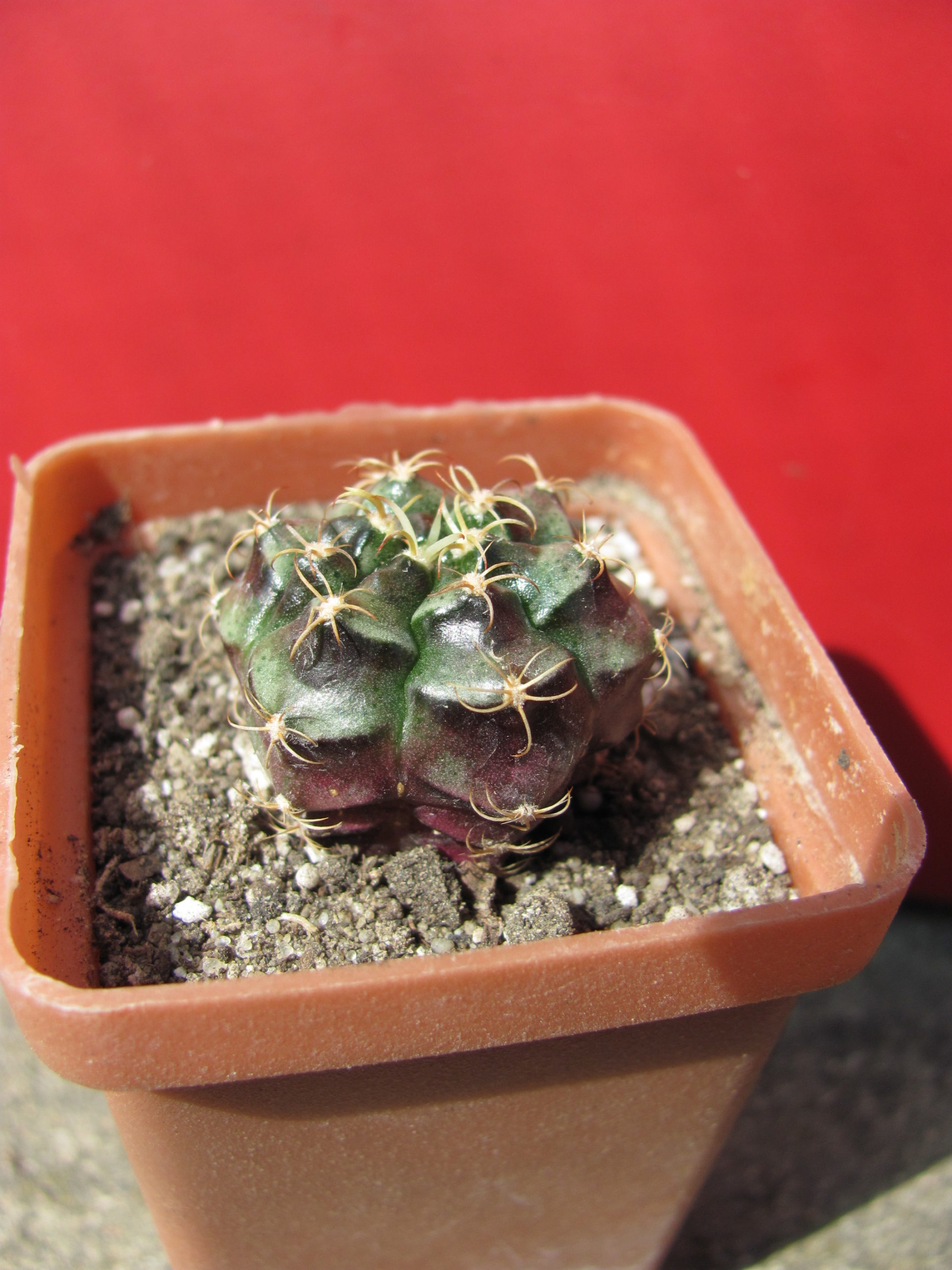 Gymnocalycium  damsii  torulosum
