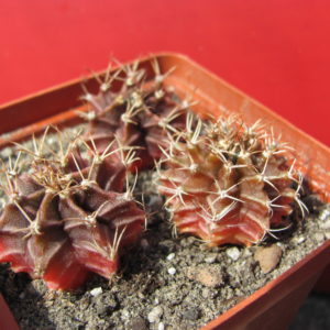 Gymnocalycium  mihanovichii  f.     3 разом
