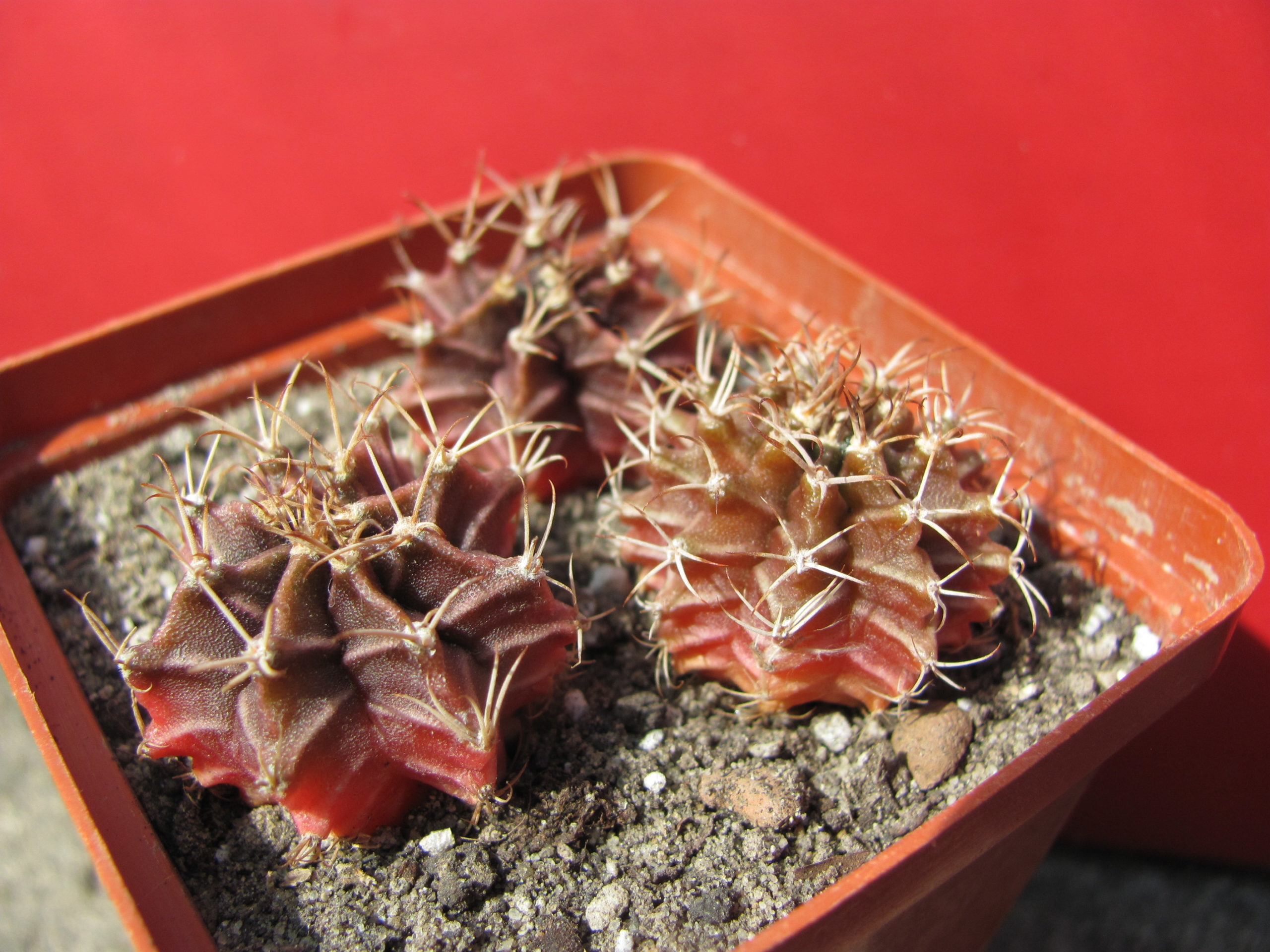 Gymnocalycium  mihanovichii  f.     3 разом