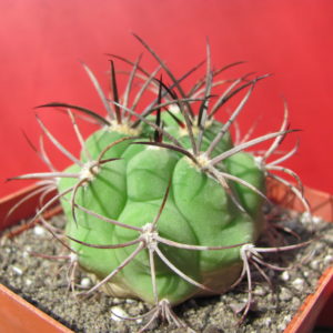Gymnocalycium  saglione