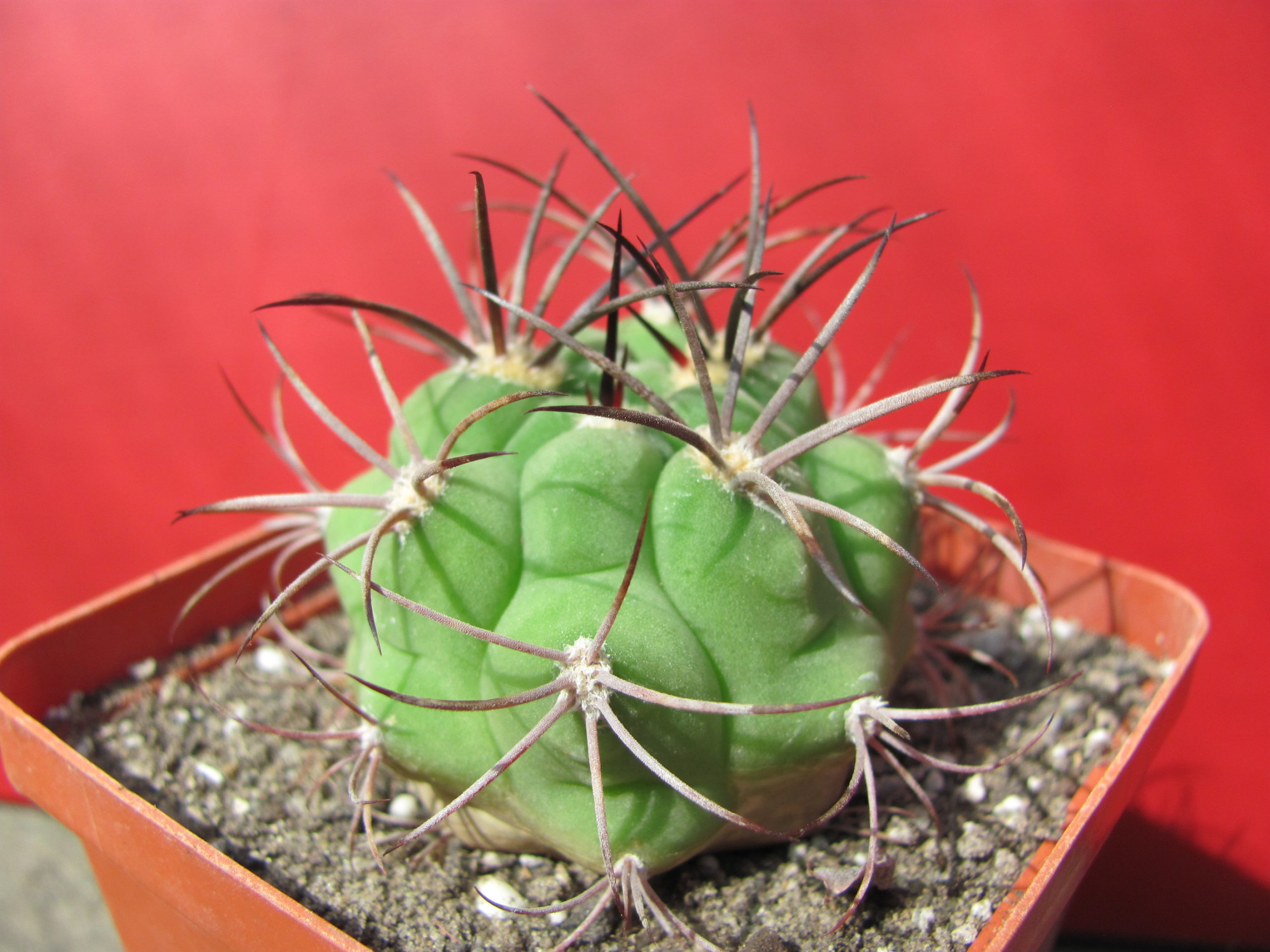 Gymnocalycium  saglione