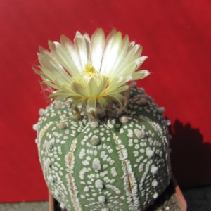 Astrophytum  Super Kabuto
