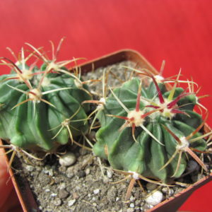 Ferocactus  latispinus   2 разом