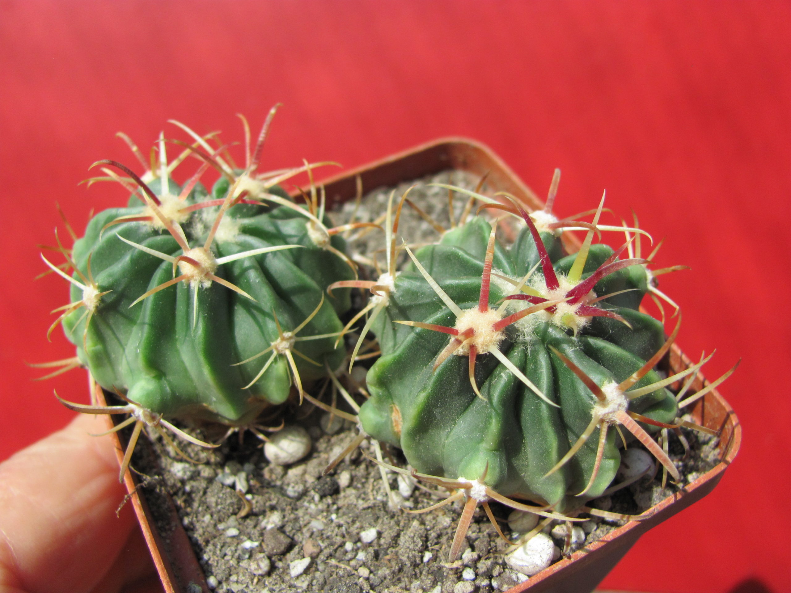 Ferocactus  latispinus   2 разом