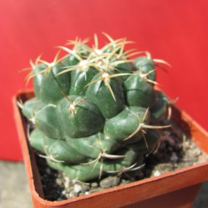 Coryphantha elephantidens