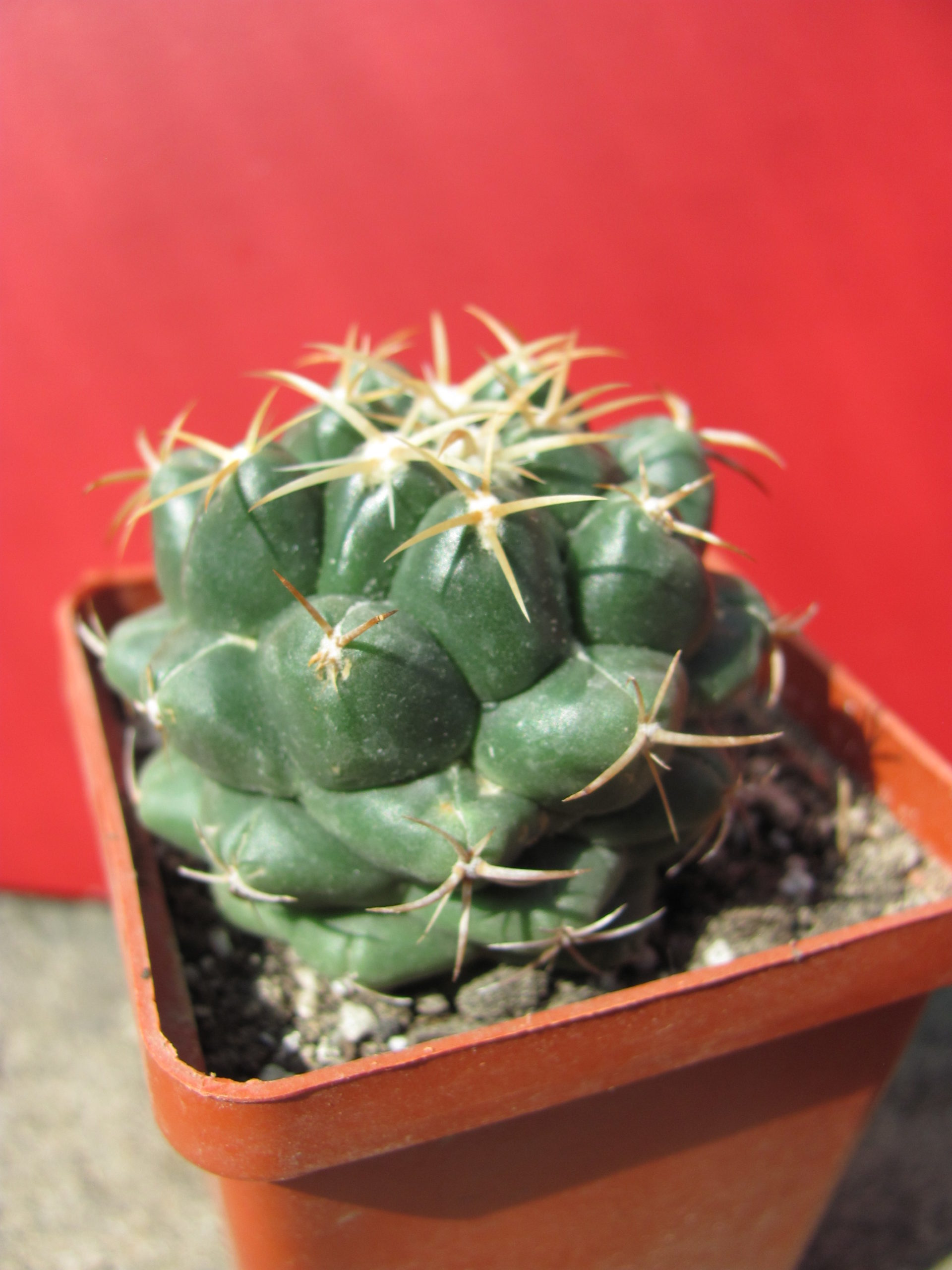 Coryphantha elephantidens