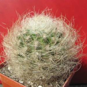 Neoporteria  multicolor    *Yellow*