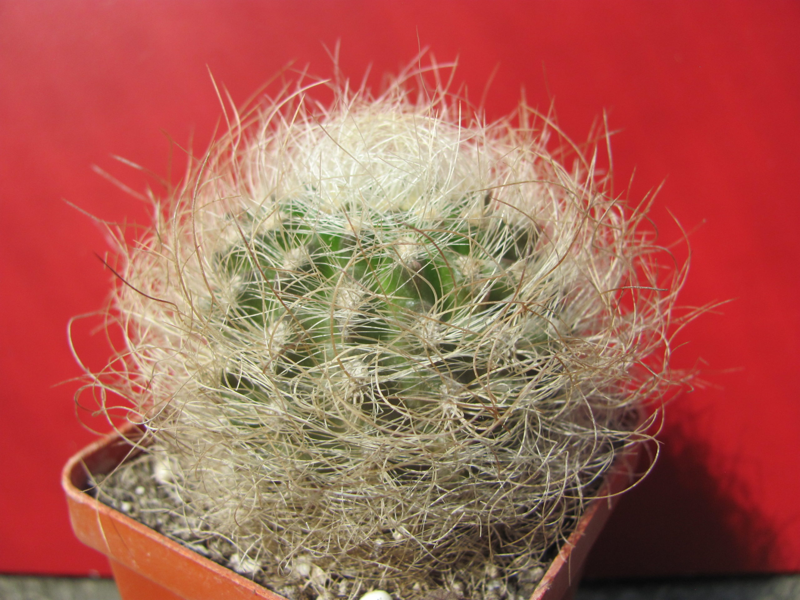 Neoporteria  multicolor    *Yellow*