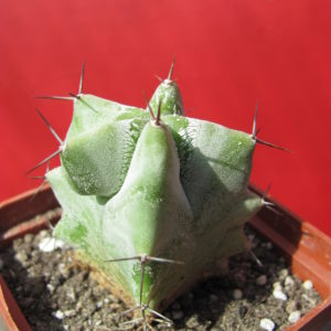 Lemairocereus  pruinosus