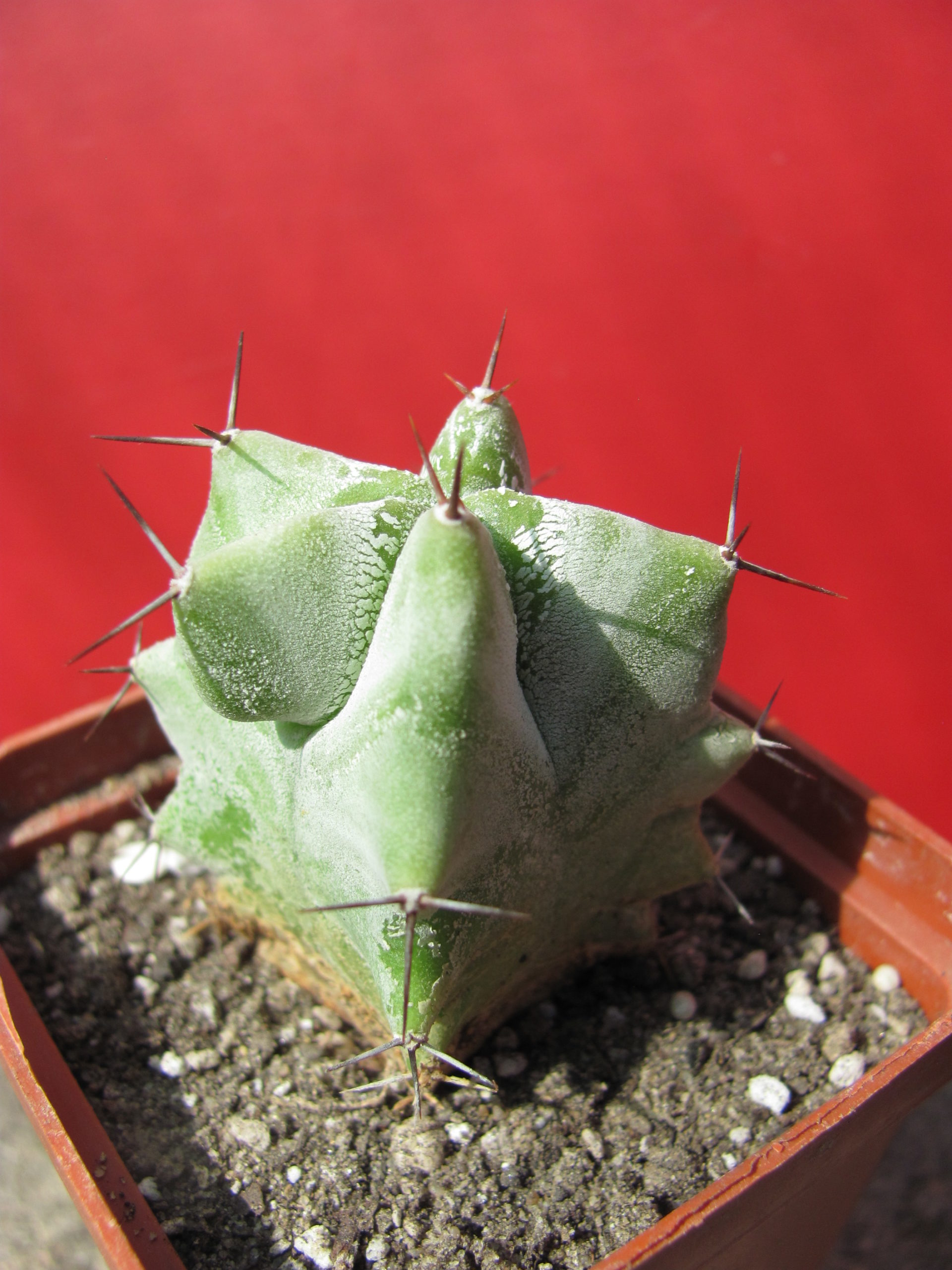 Lemairocereus pruinosus