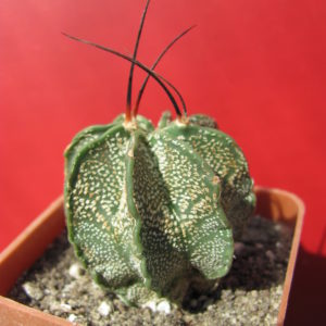Astrophytum capricorne  minor