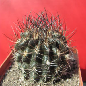 Pyrrhocactus  taltalensis