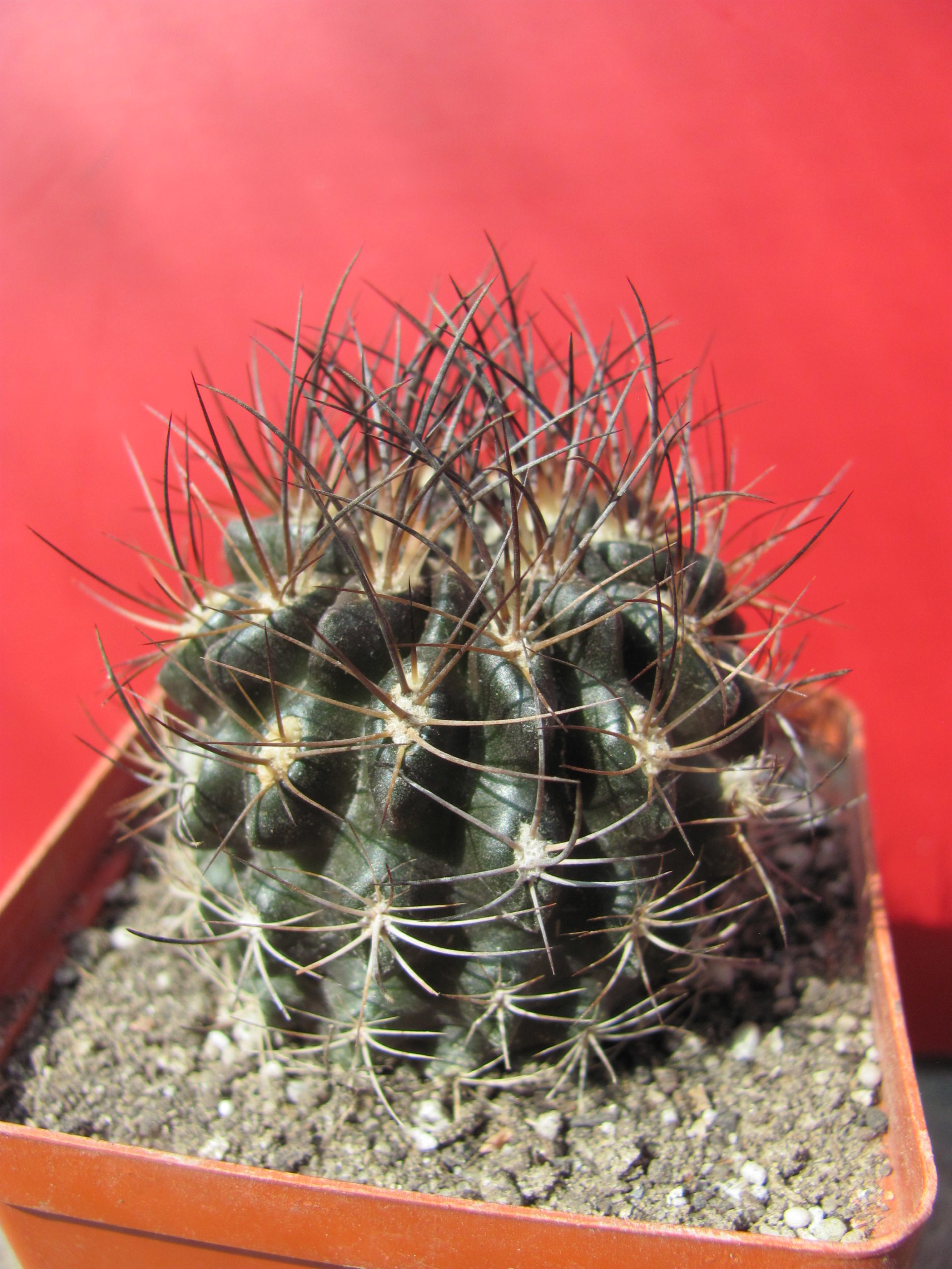 Pyrrhocactus  taltalensis