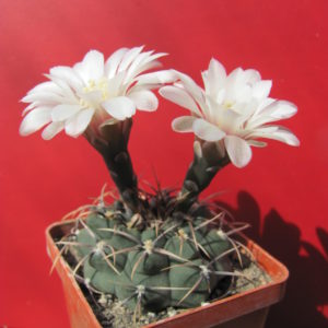 Gymnocalycium  intertextum  P 81