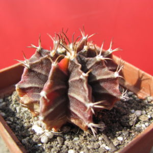 Gymnocalycium  rubra