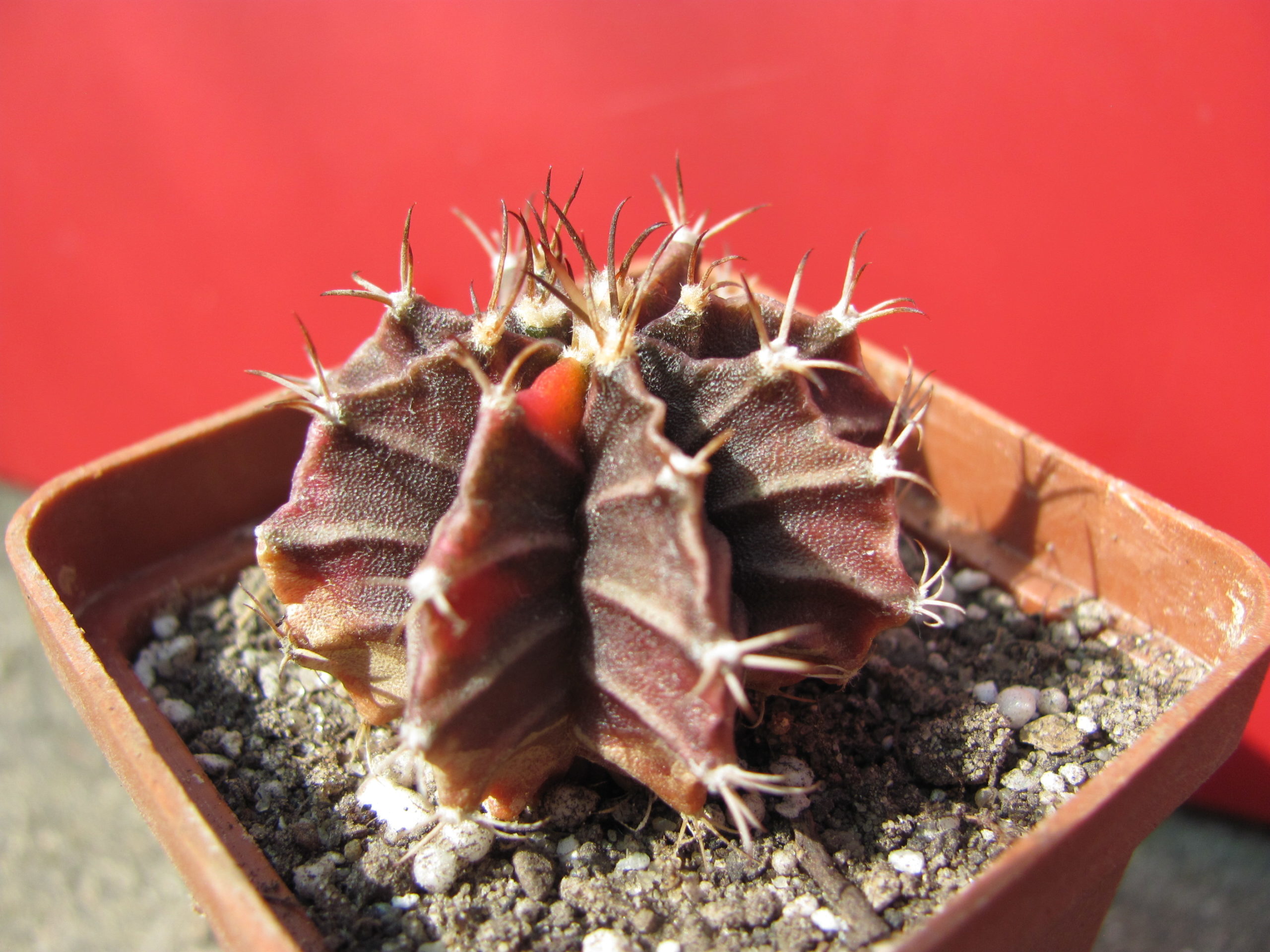 Gymnocalycium  rubra