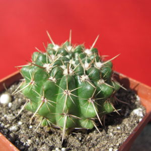 Notocactus  turecekianus