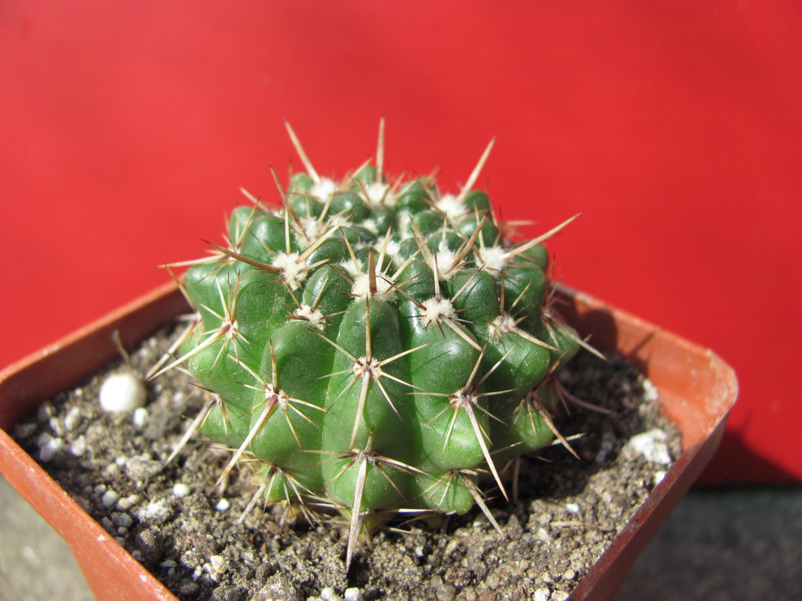 Notocactus  turecekianus