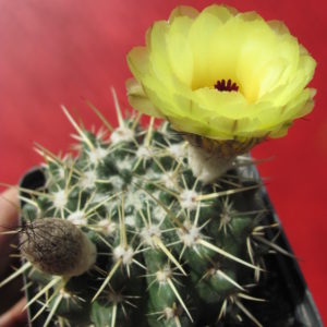 Notocactus  turecekianus