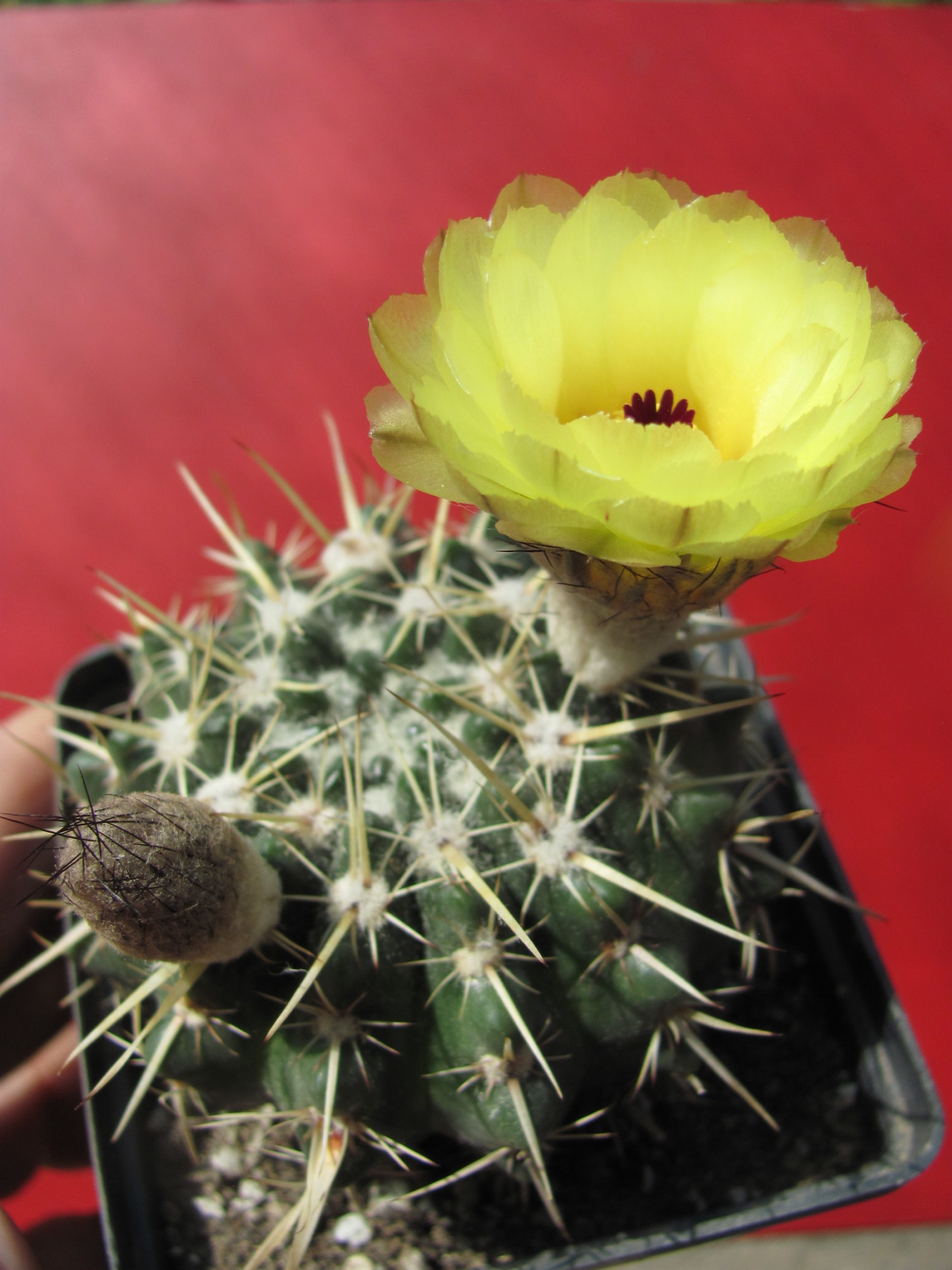 Notocactus  turecekianus