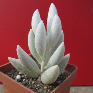 Senecio  haworthioides