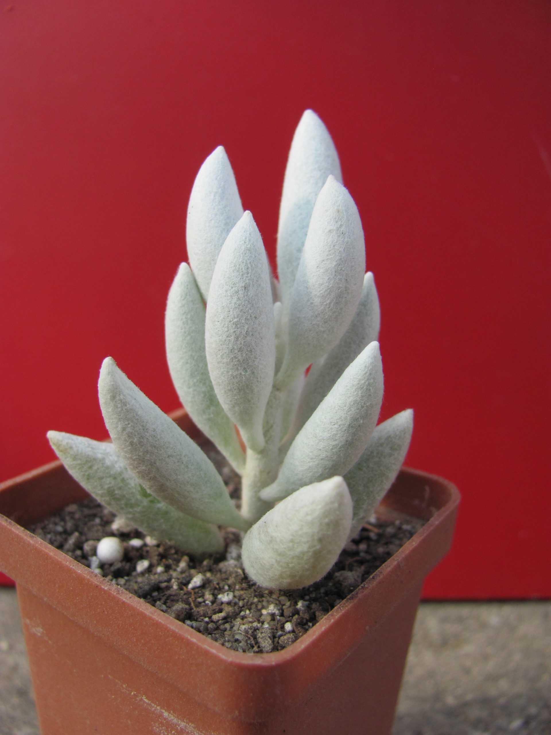 Senecio  haworthioides