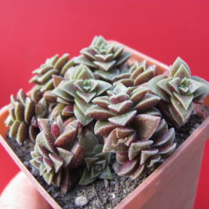 Crassula    hybr.