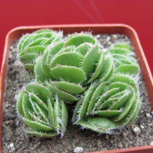 Crassula tomentosa glabrifolia