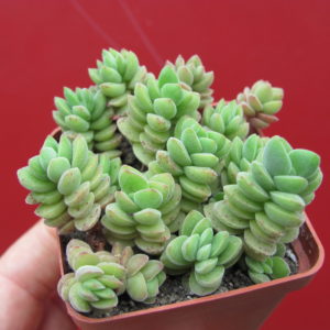 Crassula velutina
