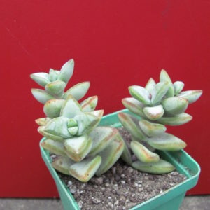 Crassula perforata