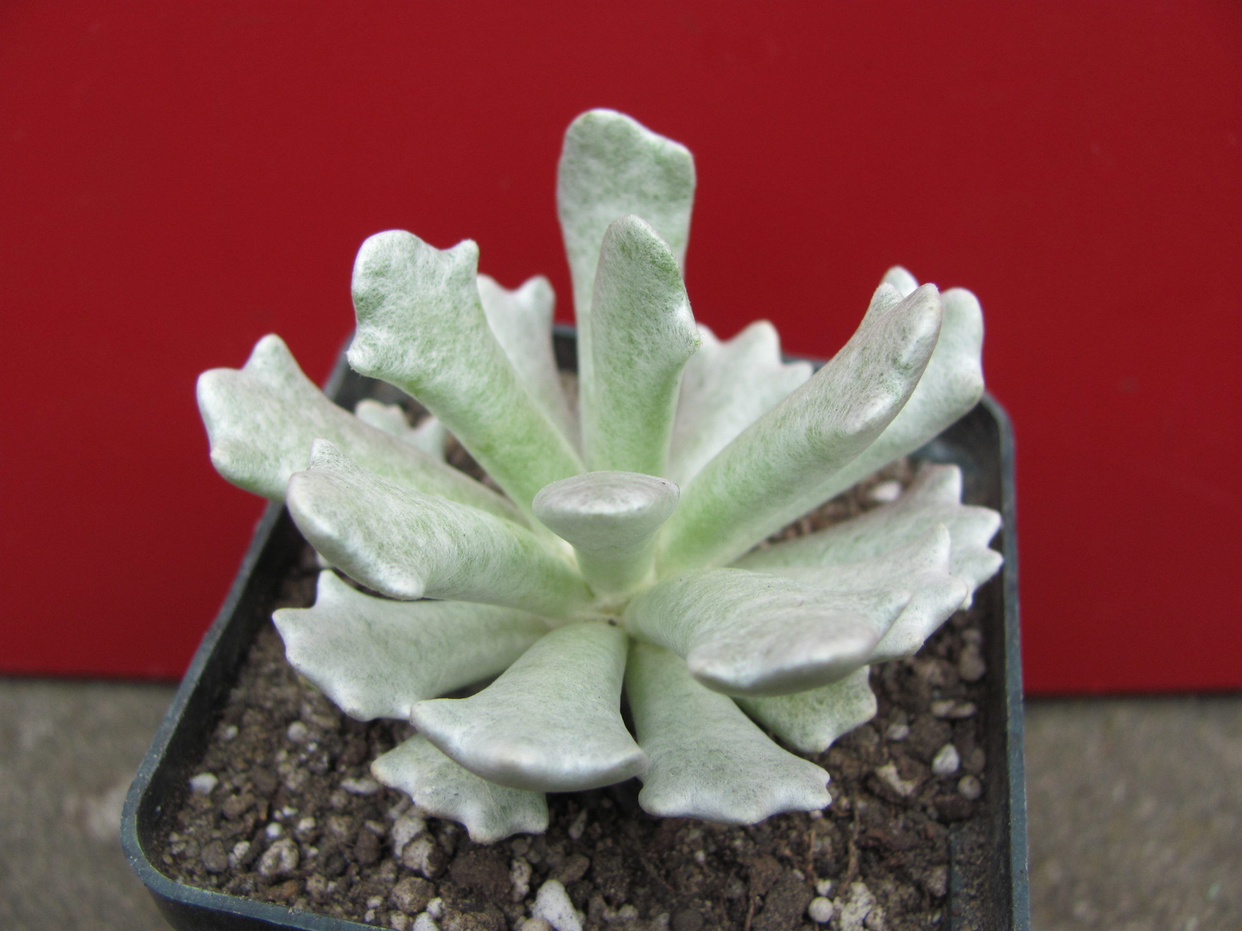 Senecio scoposus addoensis