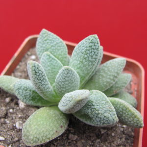 Crassula  hybr.