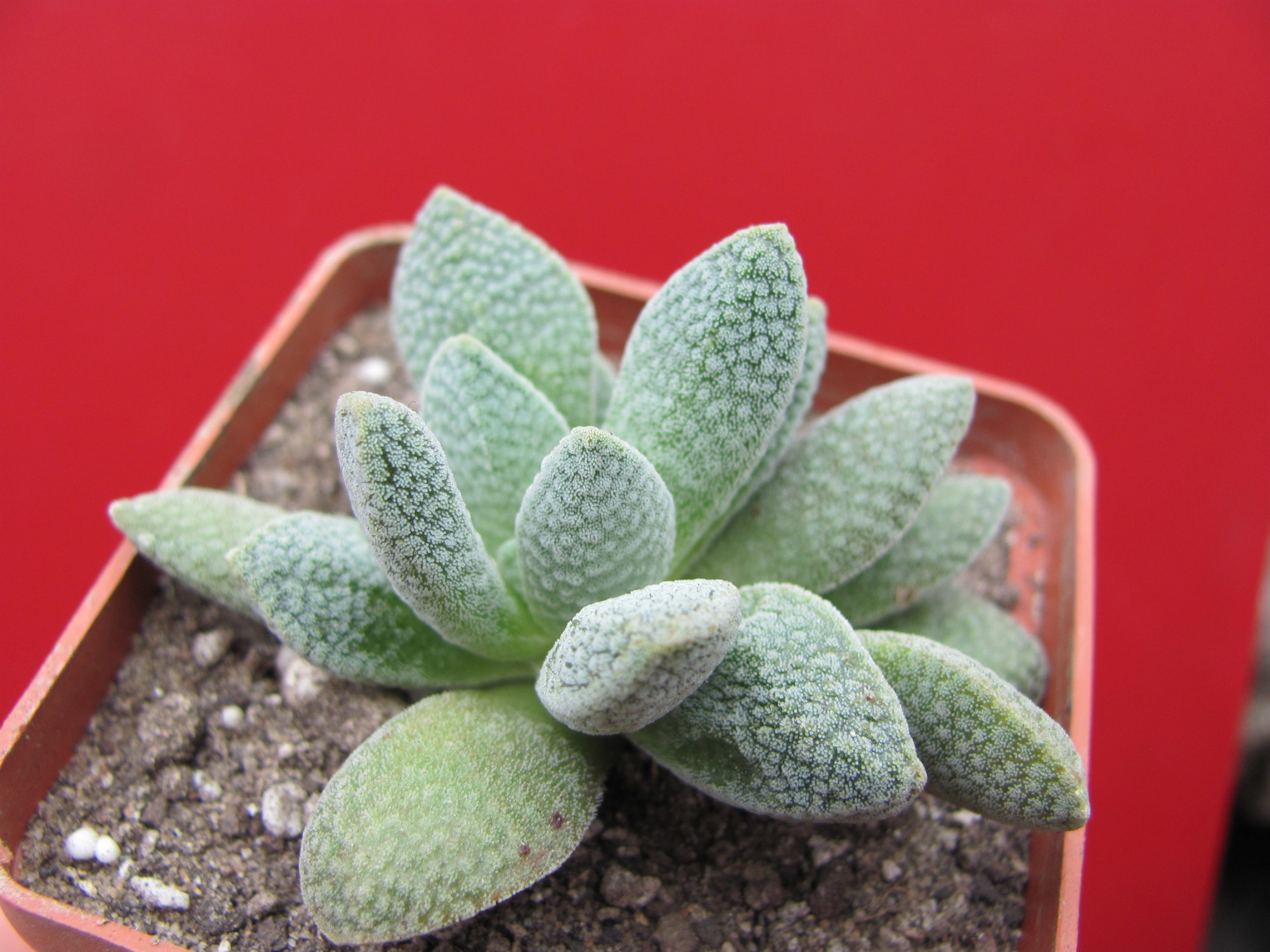 Crassula hybr.