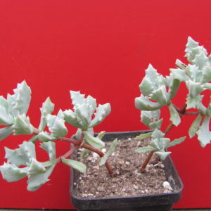 Oscularia deltoides